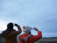 Watch the roosting of the greater white fronted geese.