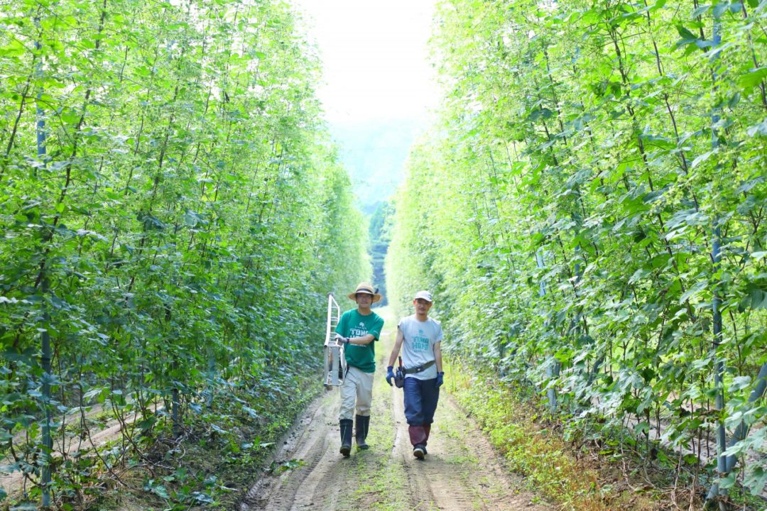 遠野ビアツーリズム ホップ畑で人生最高の一杯を 体験レポート 東北 美酒と食のテロワージュ